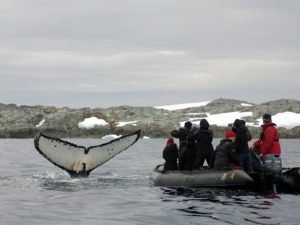 Рядом с китом фото